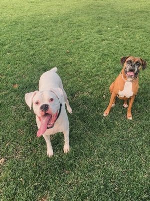 NRH Tipps Canine Hollow Dog Park