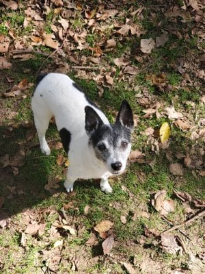 NRH Tipps Canine Hollow Dog Park