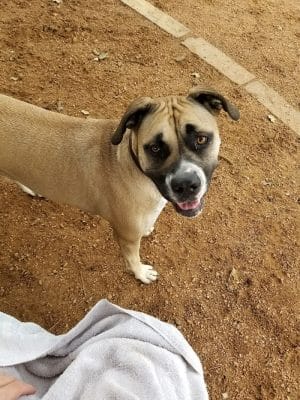 NRH Tipps Canine Hollow Dog Park