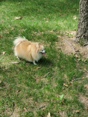 NRH Tipps Canine Hollow Dog Park