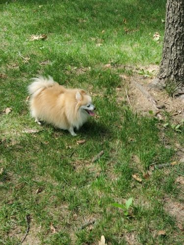 NRH Tipps Canine Hollow Dog Park