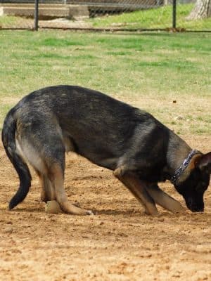 NRH Tipps Canine Hollow Dog Park