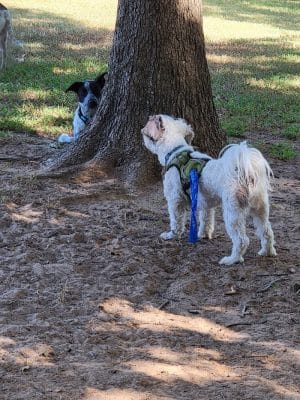 NRH Tipps Canine Hollow Dog Park