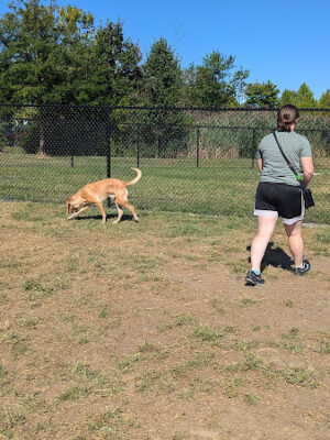 Knapp Road Bark Park