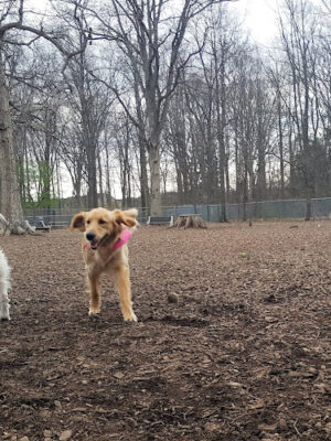 Montgomery Township Bark Park