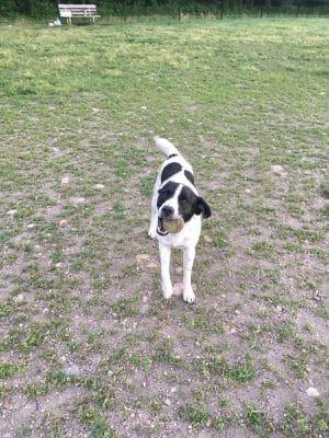 Northfield Dog Park