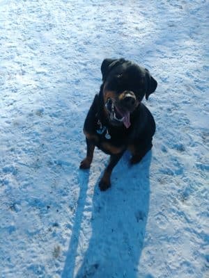 Northfield Dog Park