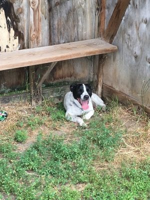Northfield Dog Park