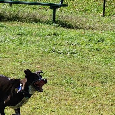 Northford Dog Park