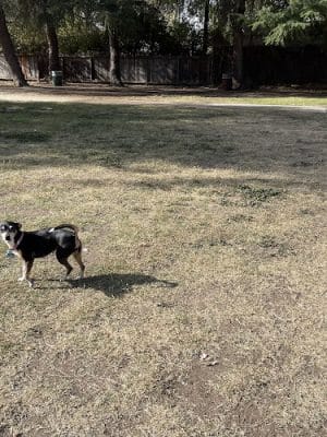Dearborn Park