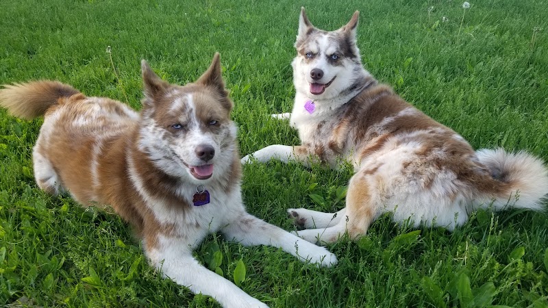 Cady Street Dog Park - Northville, MI