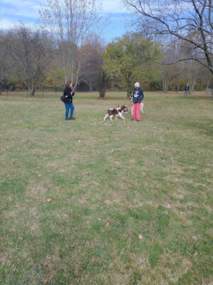 Northville Dog Park