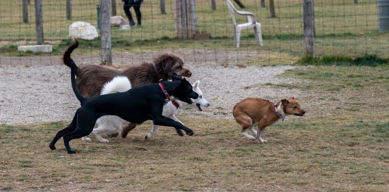 Northville Dog Park - Northville Township, MI