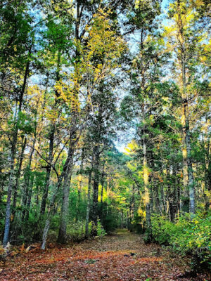 Blueberry Knoll Wildlife Area