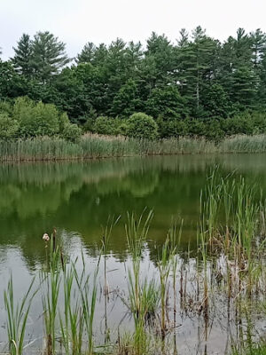 Gertrude Cornish Forest