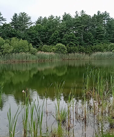Gertrude Cornish Forest