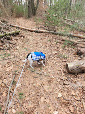 Johnson Woods