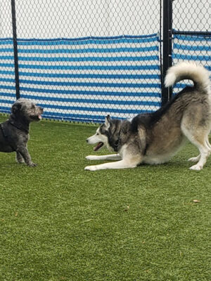Paws In Play Norton