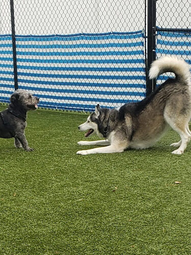 Paws In Play Norton
