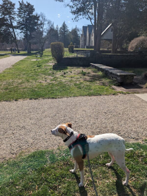 Cranbury dog park
