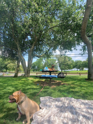 Taylor Farm Dog Park
