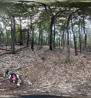 Hatch Lots Conservation - Norwell, MA