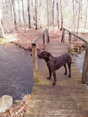 Miller Woods & Fogg Forest Parking