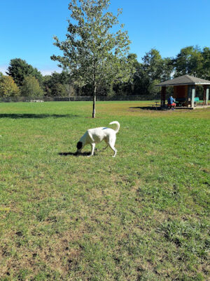 Estelle Cohn Memorial Dog Park
