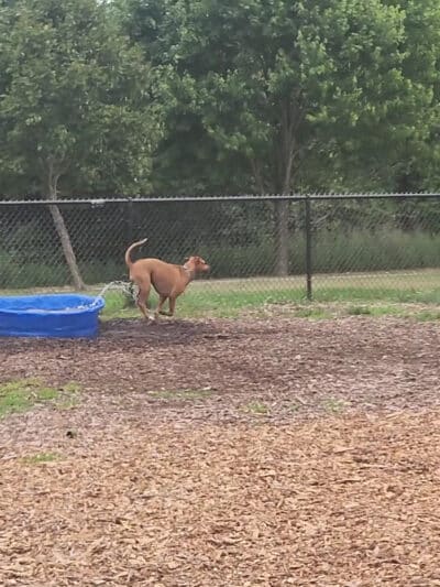 Estelle Cohn Memorial Dog Park - Norwich, CT