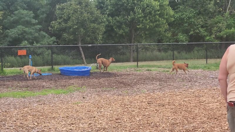 Estelle Cohn Memorial Dog Park - Norwich, CT