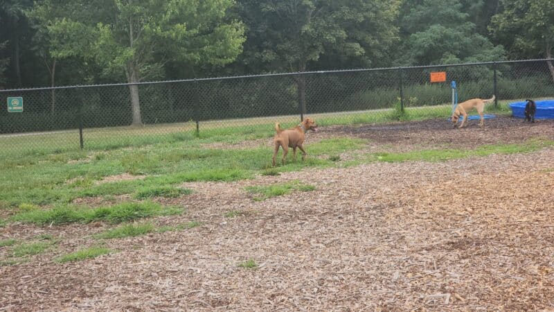 Estelle Cohn Memorial Dog Park - Norwich, CT