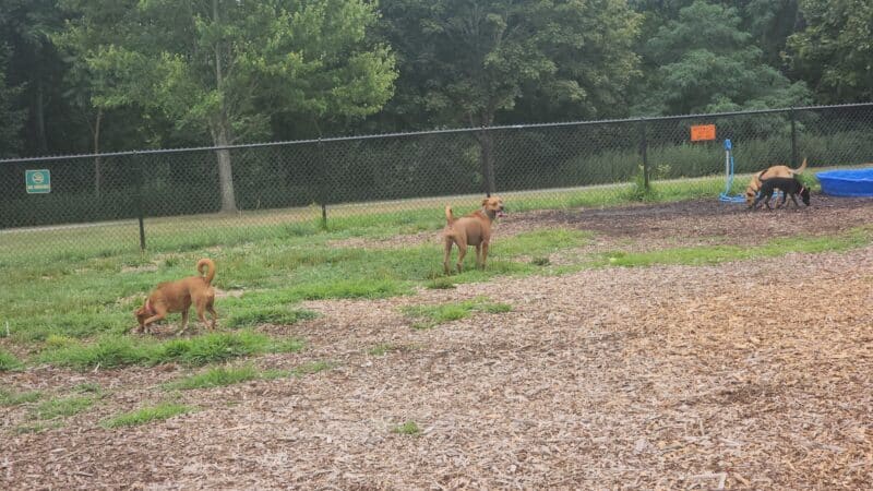 Estelle Cohn Memorial Dog Park - Norwich, CT