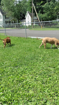 Baker Dog Park