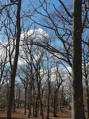 Shattuck Park - Norwood, MA