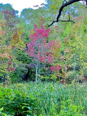 Shattuck Park - Norwood, MA