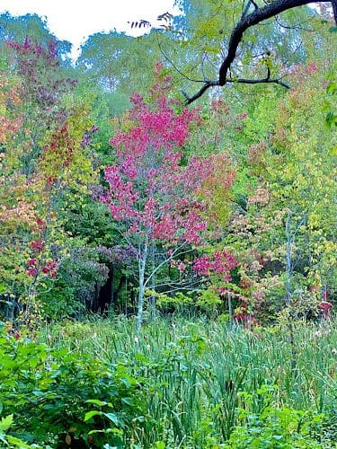 Shattuck Park - Norwood, MA