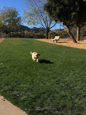 Dogbone Meadow - Novato, CA