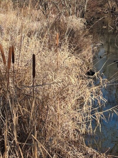 Brookfarm Park - Novi, MI
