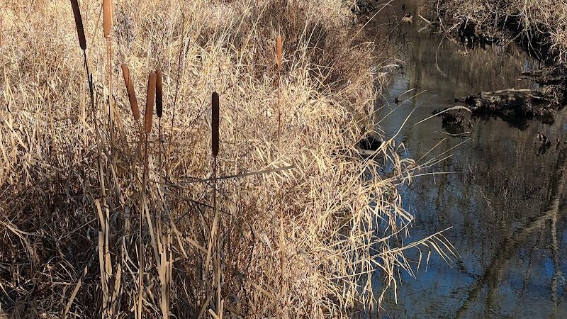 Brookfarm Park - Novi, MI