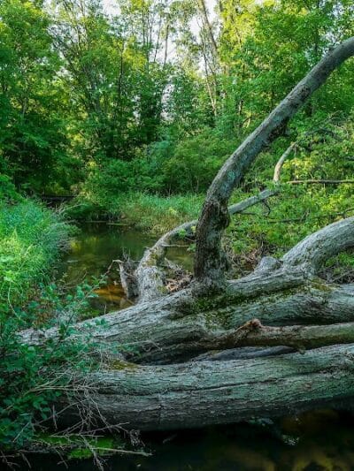 Lakeshore MTB Trailhead (North) - Novi, MI