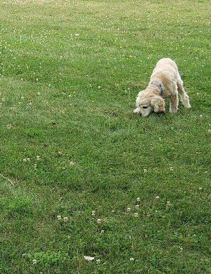 Novi Dog Park