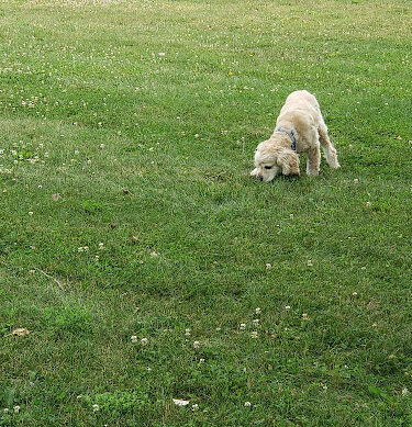 Novi Dog Park