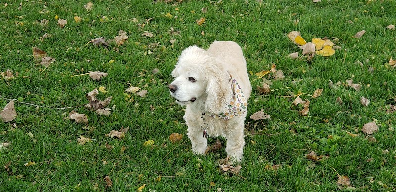 Novi Dog Park - Novi, MI