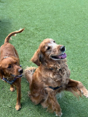 Nutley Dog Park