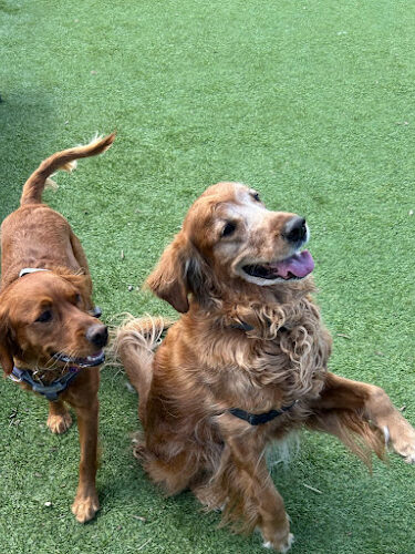 Nutley Dog Park