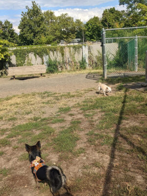 Elizabeth Place Dog Park