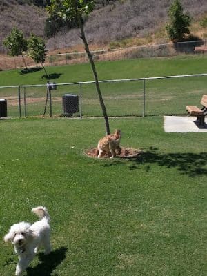 Oak Canyon Dog Park - Oak Park, CA