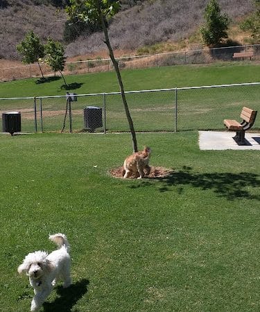 Oak Canyon Dog Park - Oak Park, CA