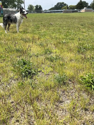 Oak Park & Bark - Dog Park (Membership required) - Oak Park, MI