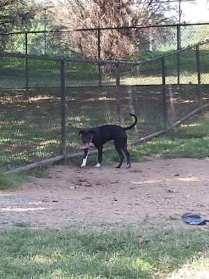 Big Turtle Dog Park